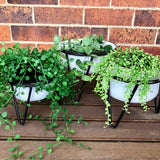 Rustic White Round Enamel Planter Pots or Pet Bowls with Stand